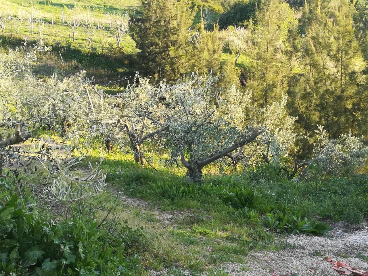 Quinta Vale Real Villa Alcobaça Esterno foto